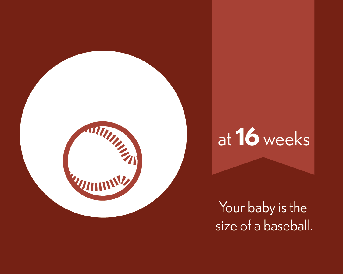 At 16 weeks, your baby is the size of a baseball.