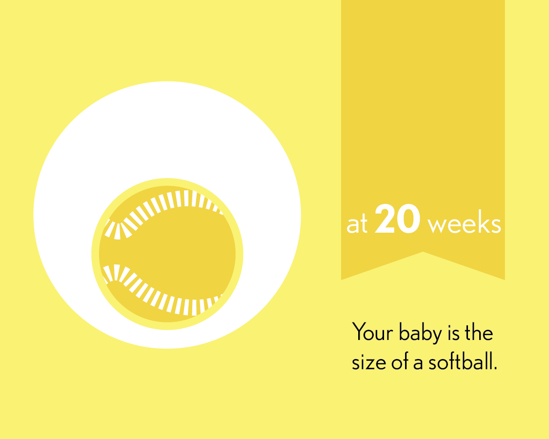 At 20 weeks, your baby is the size of a softball.