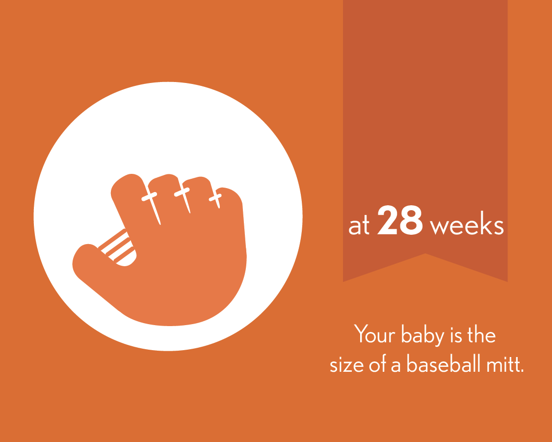 At 28 weeks, your baby is the size of a baseball mitt.