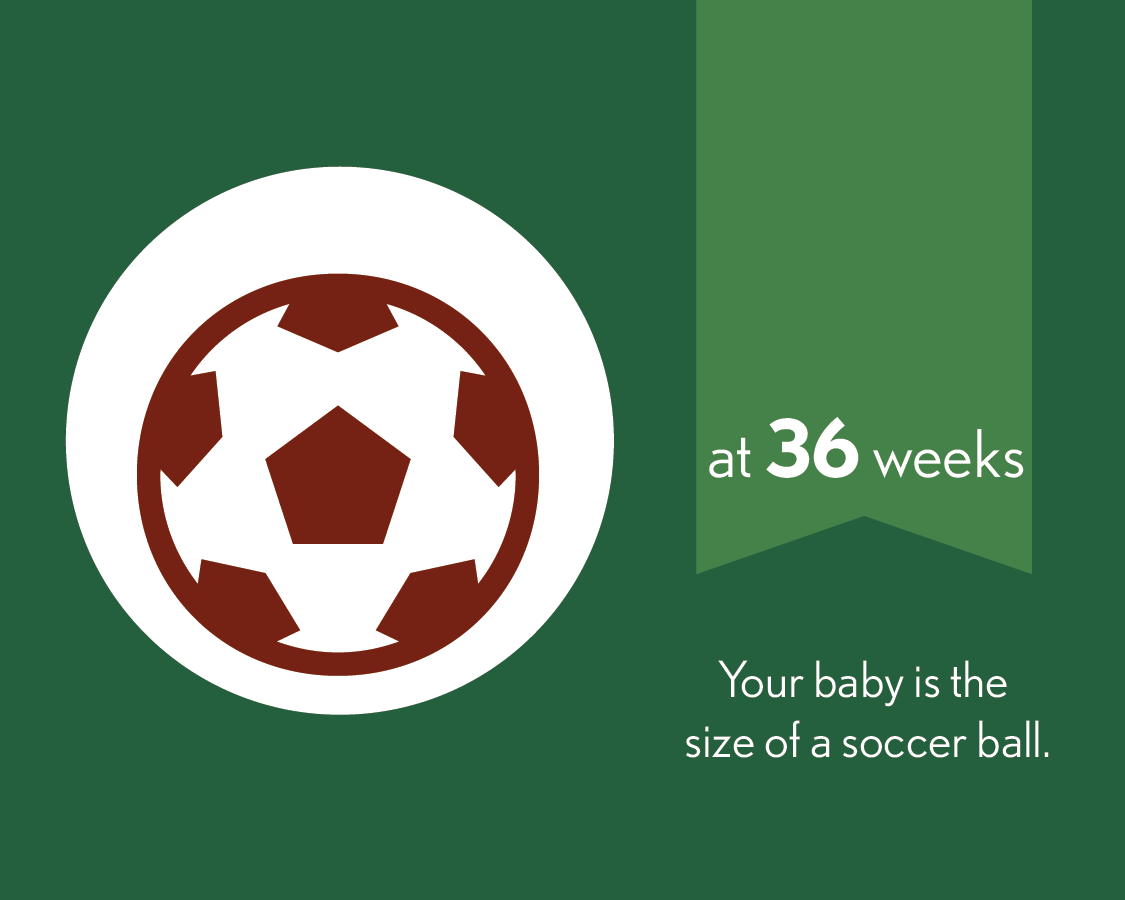 At 36 weeks, your baby is the size of a soccer ball.