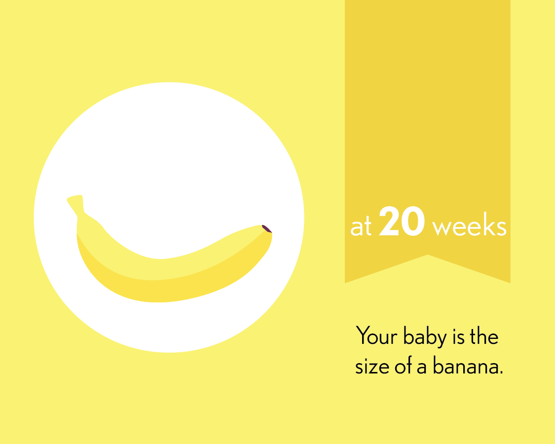 At 20 weeks, your baby is the size of a banana.