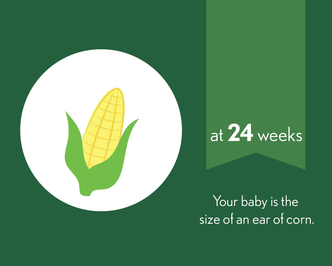 At 24 weeks, your baby is the size of an ear of corn.