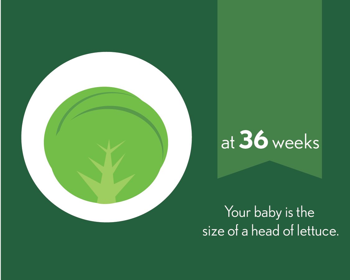 At 36 weeks, your baby is hte size of a head of lettuce.